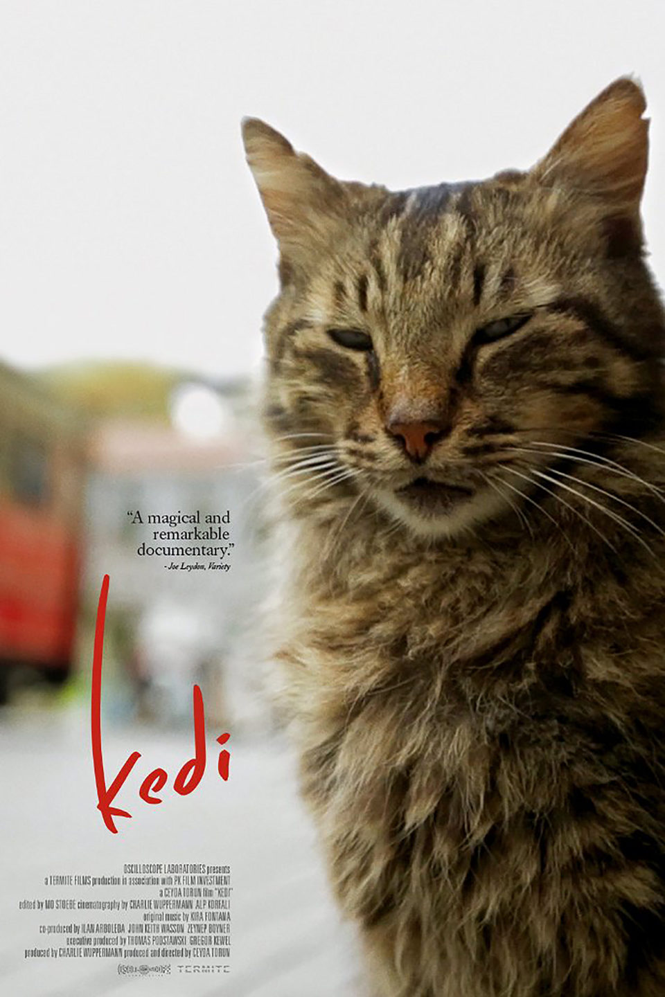 Cartel de Kedi - Poster EEUU