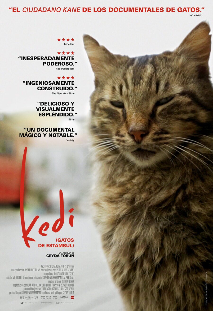 Cartel de Kedi - Póster España