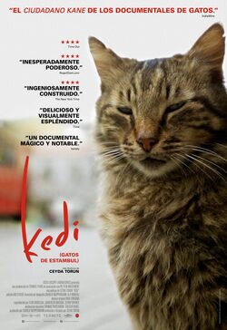 Cartel de Kedi