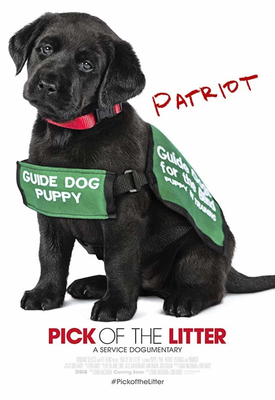 Cartel de Pick of the Litter - Pick of the Litter