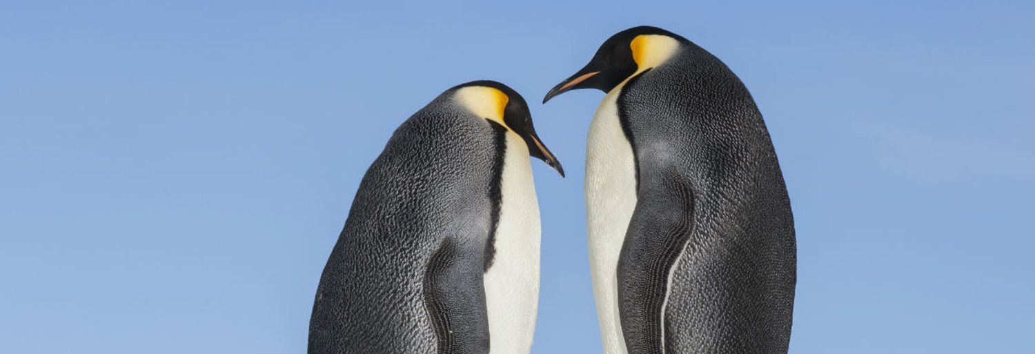 La marcha de los pingüinos 2