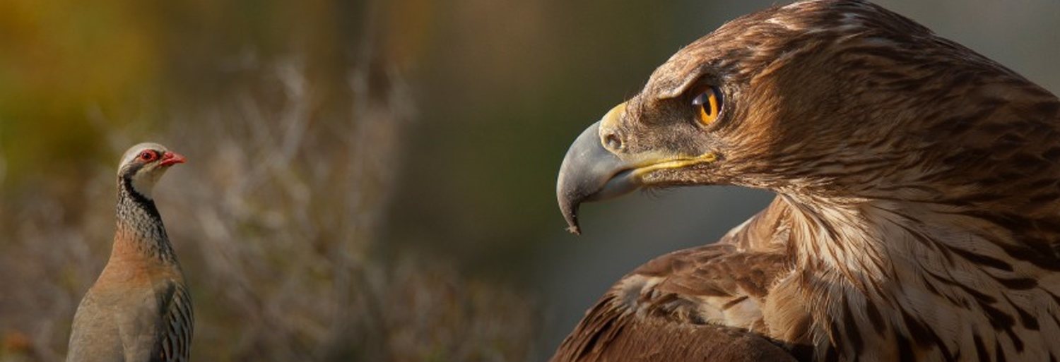 Dehesa, el bosque del lince ibérico