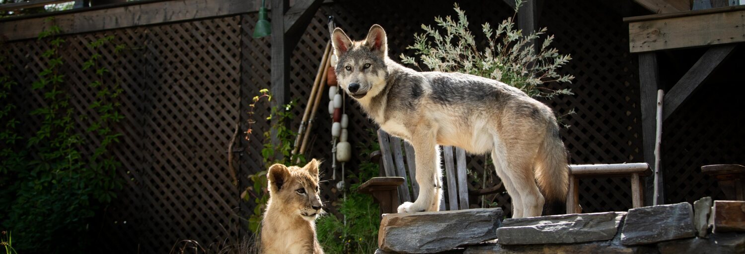 Le loup et le lion